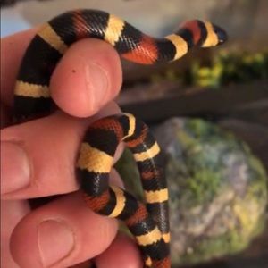 Meet your Posher, Daniel